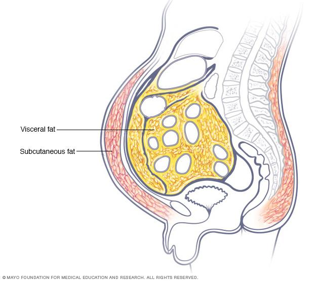 Where belly fat accumulates 